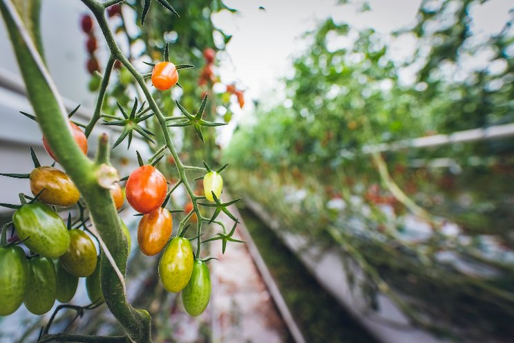 How tech is helping Gulf farmers extend their growing seasons