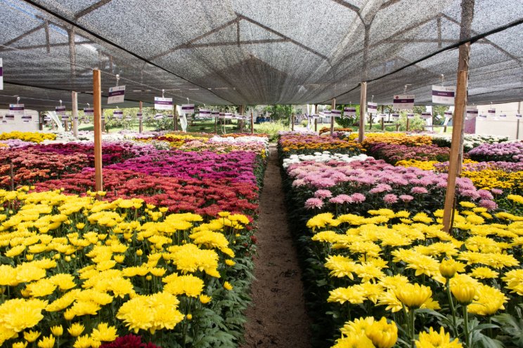 Floritec growing Chrysanthemum breeding to new heights in Colombia