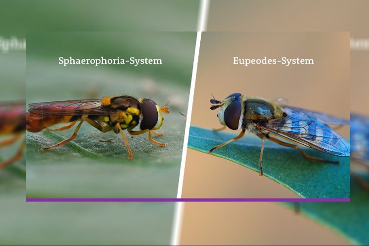 Eupeodes-System and Sphaerophoria-System: compatible hoverflies



