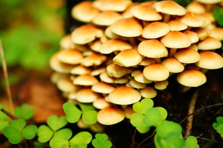 Singapore's newest mushroom vertical farm to use AI