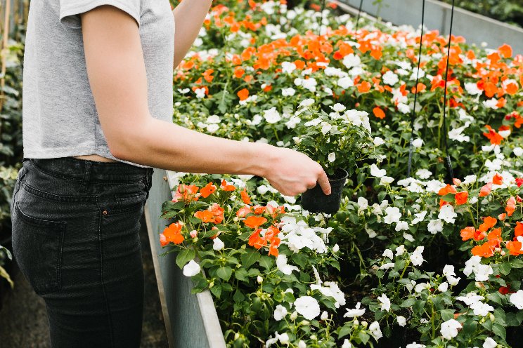 Smith Gardens: 10 years of top plant trials