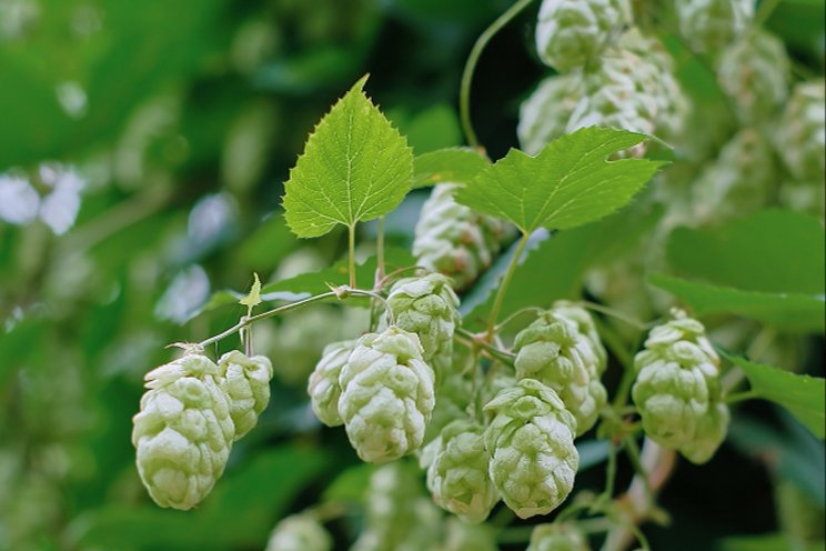 New indoor-grown hops could change the flavour of beers