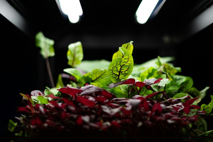 Net-zero vertical farm aims to solve a growing berry problem