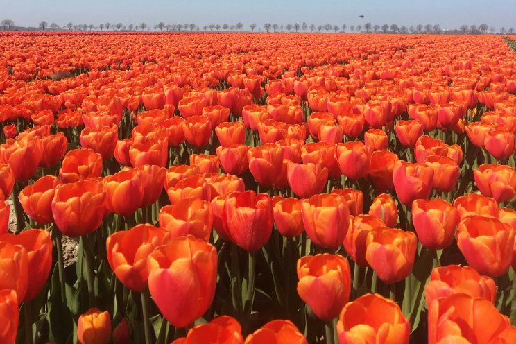 Orlov Greenhouses bloom with 25000 tulips for Int'l Women's Day