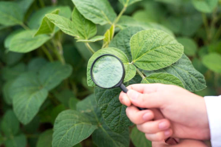 Two greenhouse biofungicides to improve UX