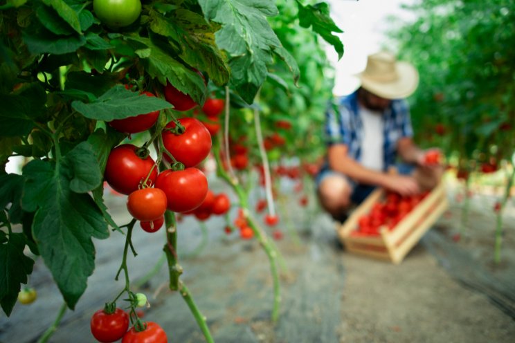 Local winter tomatoes in Switzerland: High-Tech greenhouses pave the way