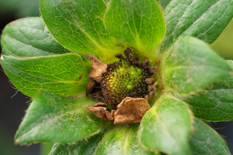 Timely release of predatory mites against thrips in strawberry