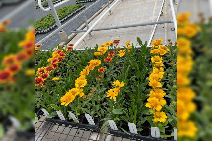 DeVry Greenhouses joins ThinkPlants