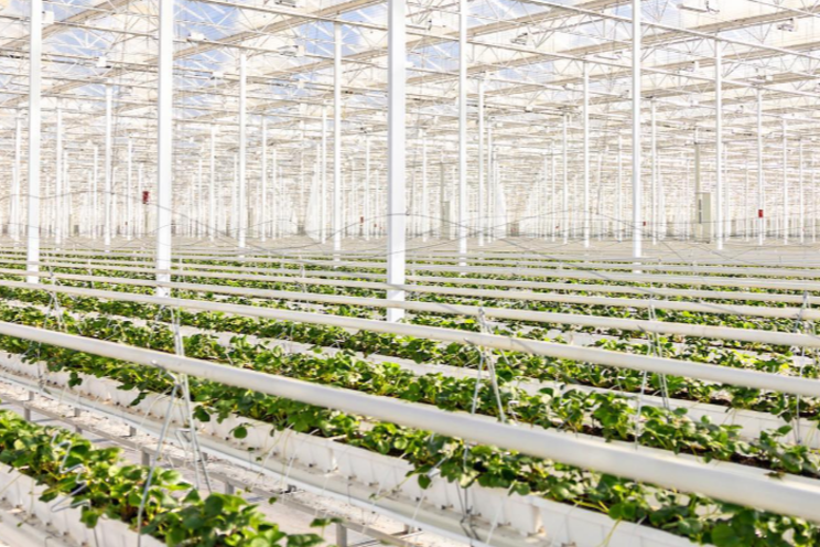 Bosch Berries opens $49M greenhouse with 28 jobs in Pulaski