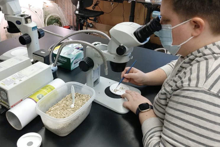 Quality checking predatory insects and mites