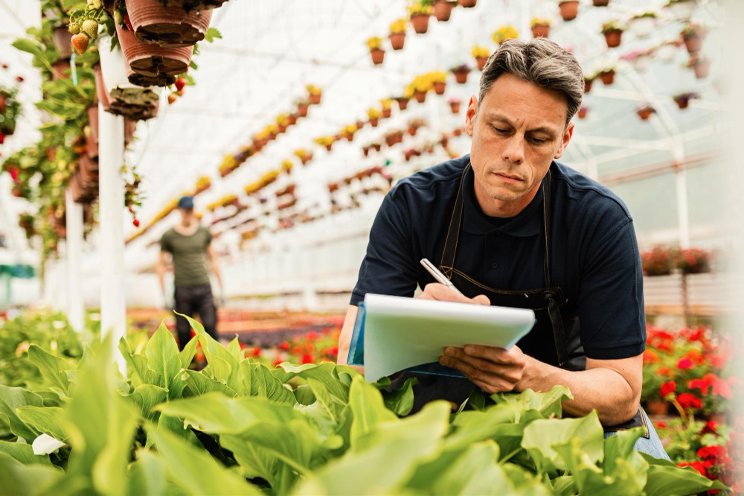 How many in CEA grow watercress? It has good health benefits