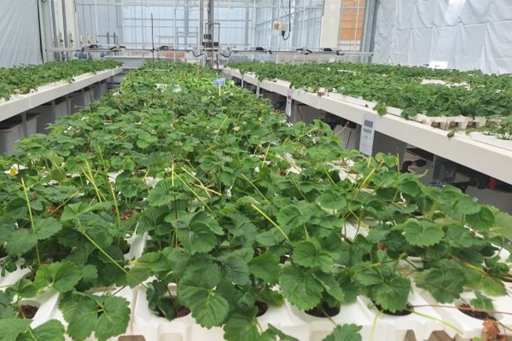 Strawberry cultivation with renewable substrates and organic fertilisers