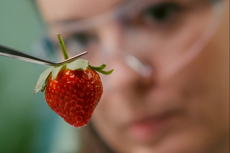 Strawberries: Does bigger mean better?