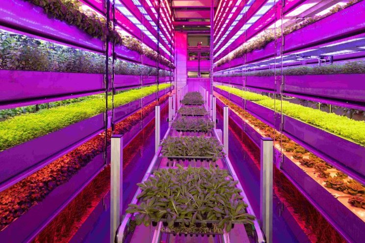 Iraqi government discusses vertical farming with Vertical Future ...