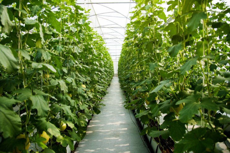 How Gleaners Greenhouse is growing fresh produce year-round