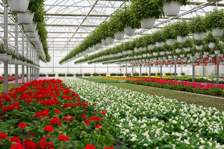 Helpful tips to keep your greenhouse vegetable facilities clean