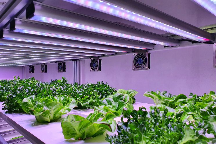 Fresh Direct and GrowUp Farms to boost British vertical farming