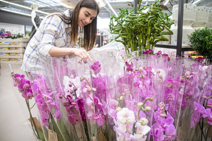 Mark your calendar for 77th Santa Barbara International Orchid Show