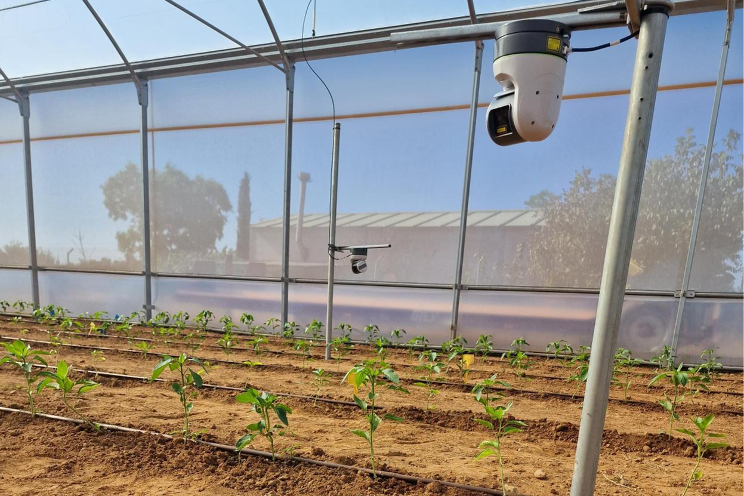 Improving water use efficiency in pepper cultivation - Hortimedia