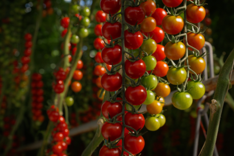 Smart tomato growing