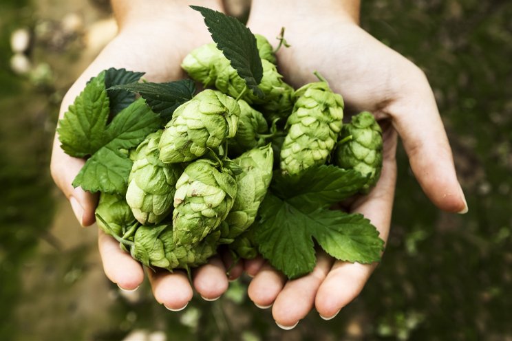 Spanish startup Ekonoke to growing climate-resilient hops