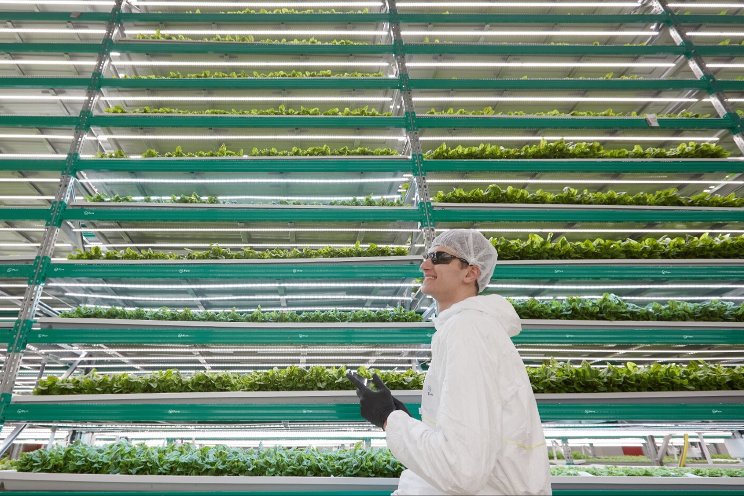 Market profile: Fresh greens and vertical farming in the UAE