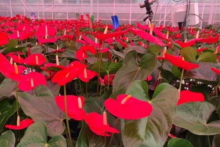 5 years towards emission-free Pot Anthurium cultivation