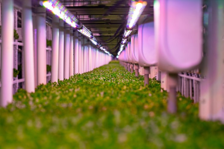 Vertical farms grow in office buildings