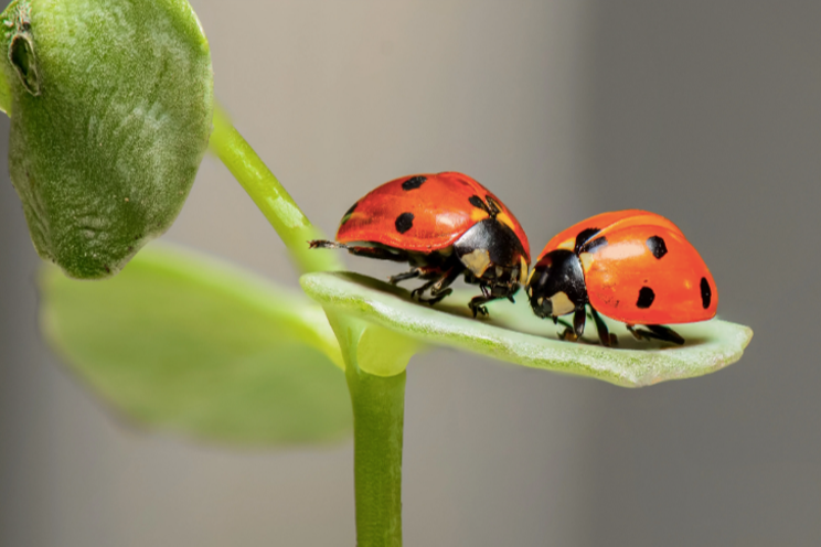 Deploying Bios- how to properly handle delicate living beings