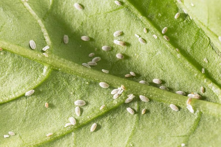 Be in control of mealybugs in citrus with Citripar and Cryptobug