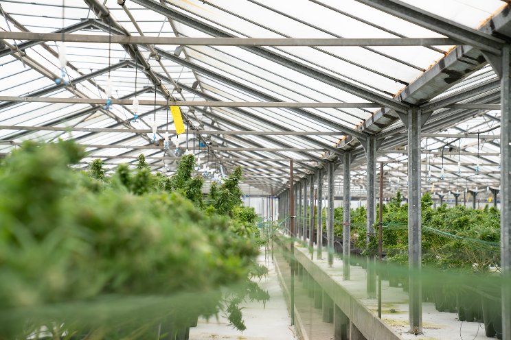 How to allocate your cultivation budget for innovation