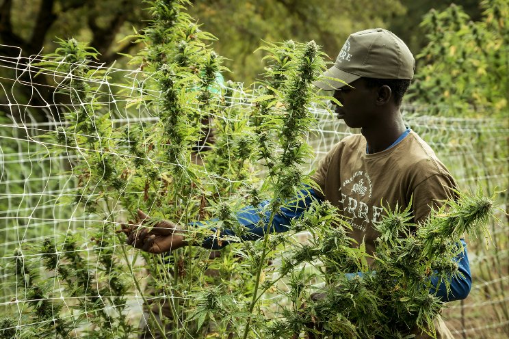 Legal insights into S. Africa's growing medical cannabis market ...