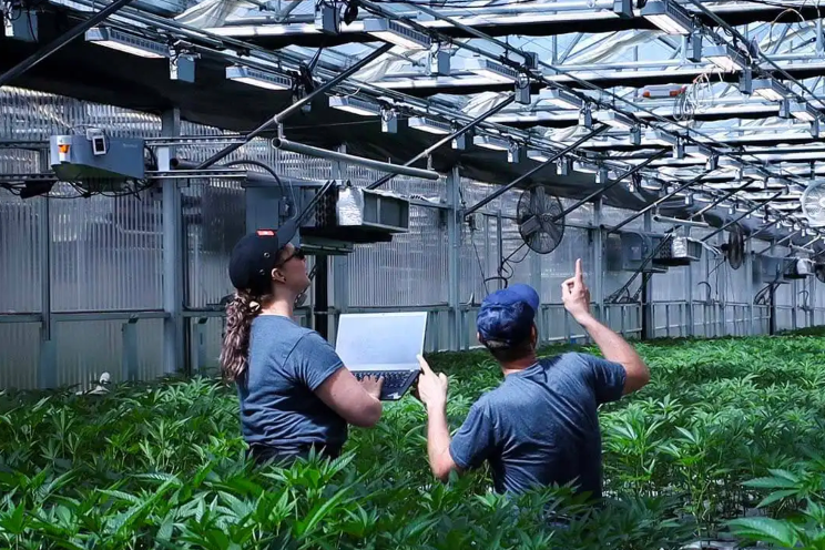 AI is making cannabis cultivation smarter