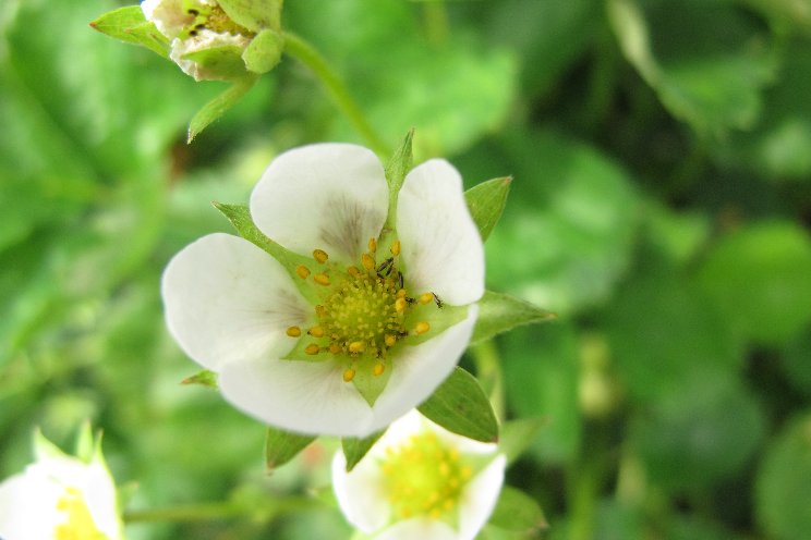 Effective control of thrips in strawberry cultivation