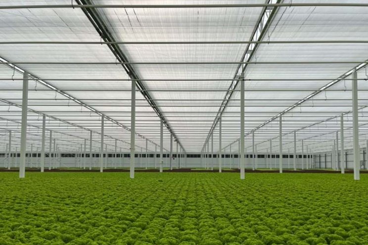 Greenhouse tech helps Armela Farms in the Abu Dhabi desert