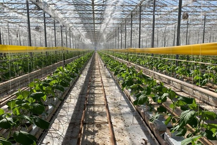 Maximizing greenhouse profits with high-value crops