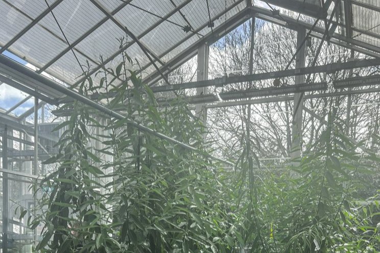 How aeroponics could help to grow more trees