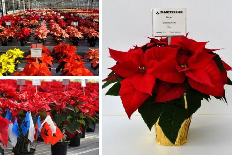 A neat, new twist on poinsettia trials