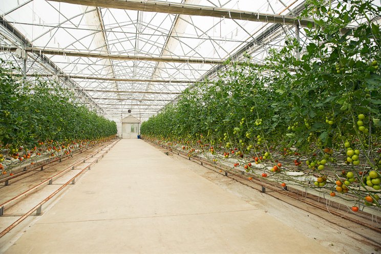 Controlling greenhouse temperature for successful production