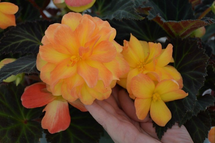 New iCandy begonia series from Plantpeddler and Syngenta