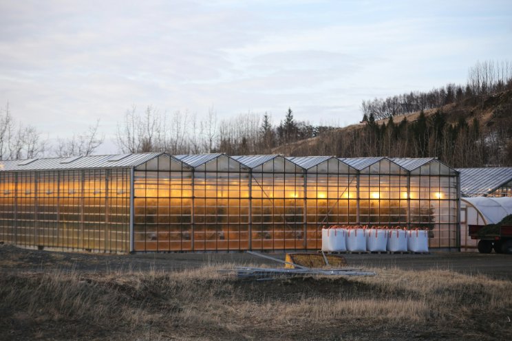 Udumji Farm's smart greenhouses are transforming production