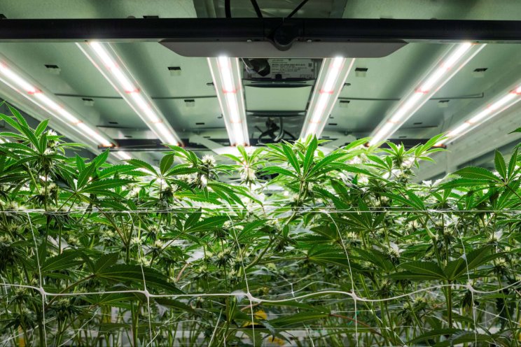 5 critical mistakes new cannabis growers must avoid