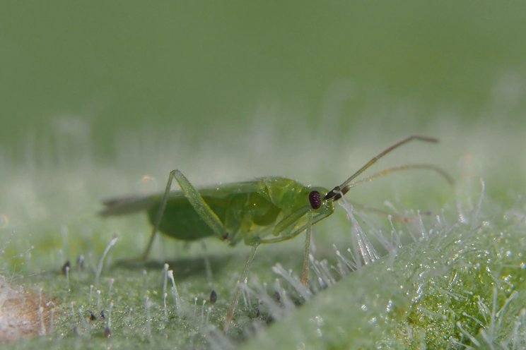 Simpler to use, easier to feed, Macrolophus-System performance boosted