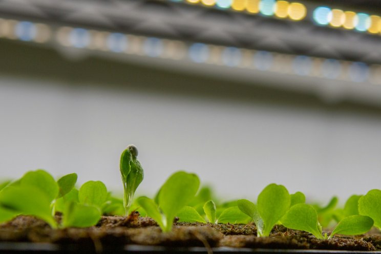 'Course Vertical Farming' from Wageningen University