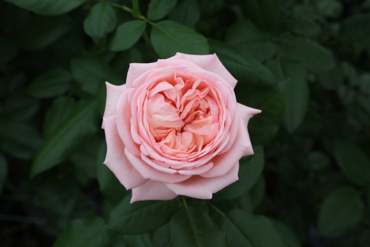 Star Roses and Plants introduces the Martha Stewart Rose