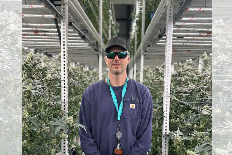 Cost efficiency in marijuana cultivation by the veteran grower