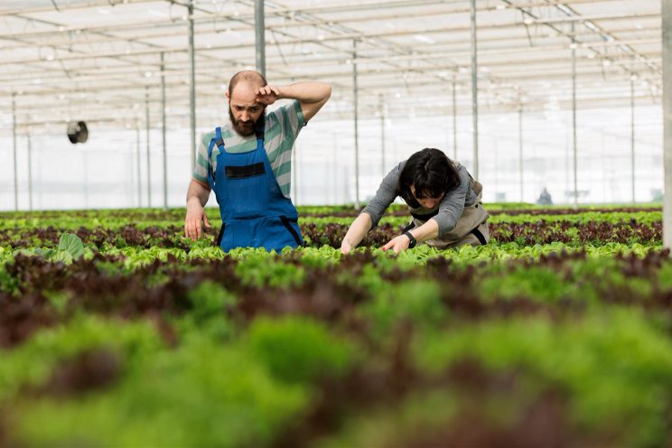 Can hydroponics solve the seasonal farm labor shortage?