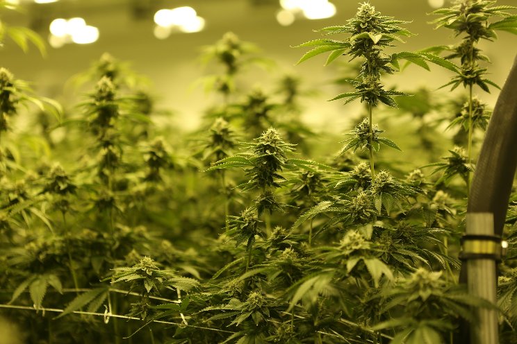 Sustainable cannabis cultivation methods boost efficiency