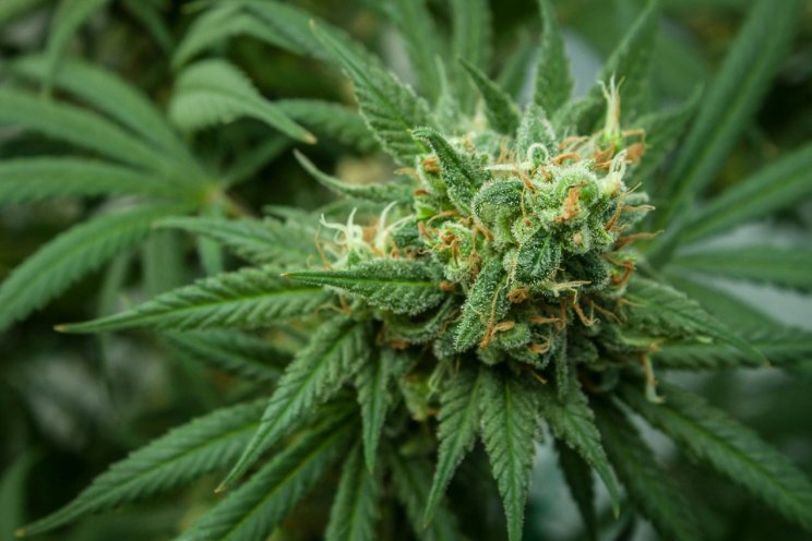 Cannabis centre plans to 'tap into global sector'