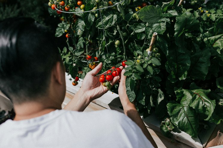 Tomatoes: The great detoxifiers